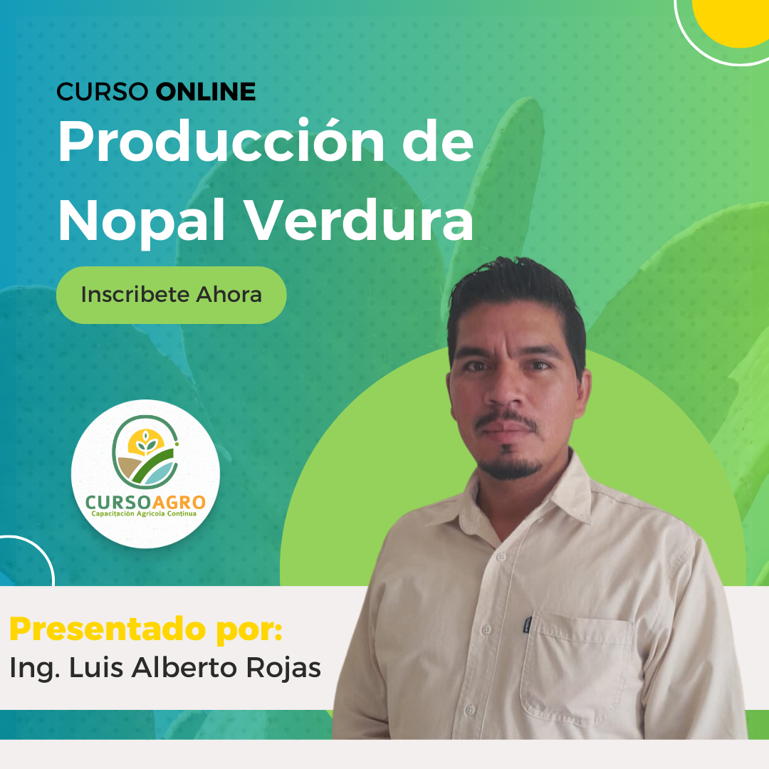 Producción de Nopal Verdura